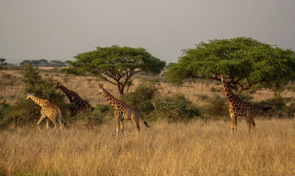 Afrika